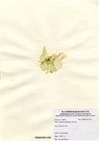 藏品(牡丹菜)的圖片
